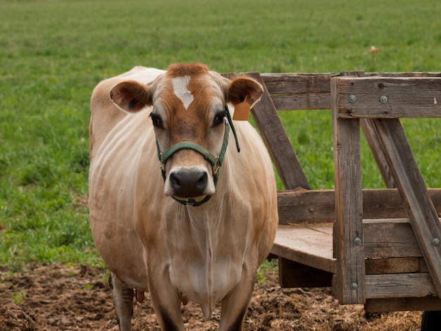 Vaca lechera roja pastando en un prado en Montrose, Colorado.