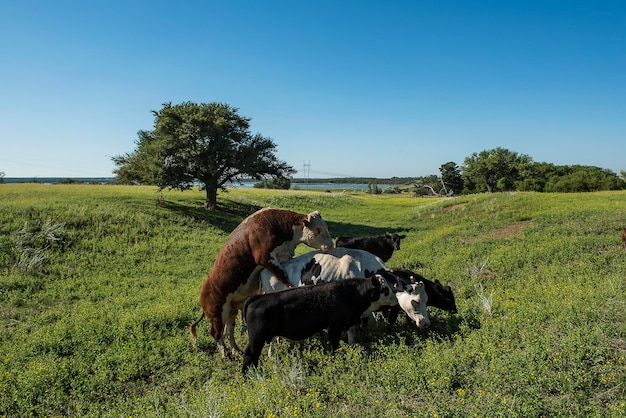 Vaca leiteira alimentada com capim natural nos pampas argentinos