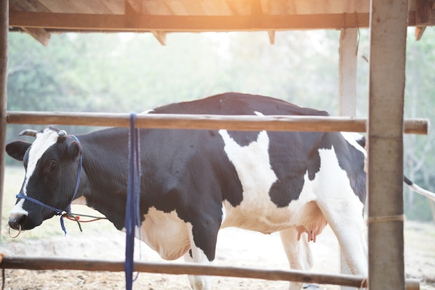 Vaca leiteira em estábulo de estábulo em fazenda de gado leiteiro