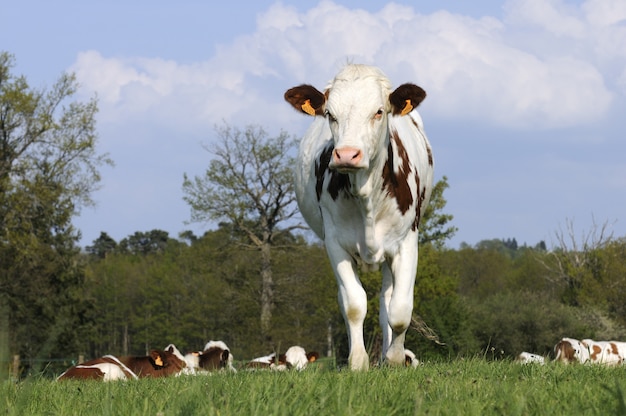 Vaca leiteira em um campo