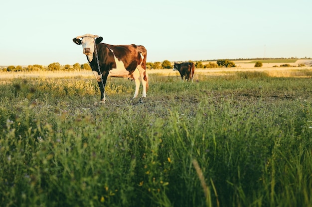 Vaca leiteira preto e branco pastando em um campo