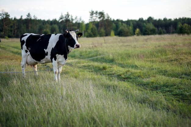 Vaca leiteira preto e branco pastando em um campo