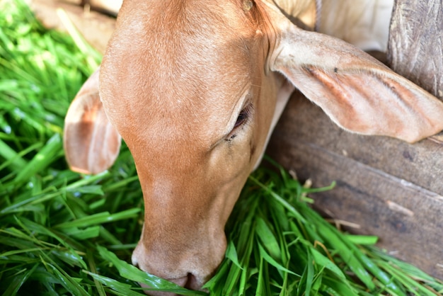 Vaca linda del bebé de Asia que come la hierba verde en granja