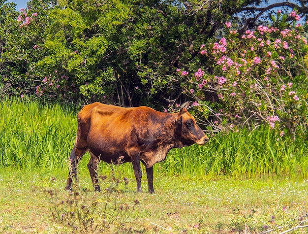 Una vaca majestuosa pastando en la exuberante vegetación de la naturaleza