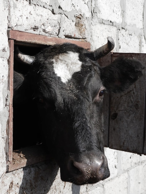 Una vaca con una mancha blanca en la cabeza mira por un agujero en una pared de ladrillos.