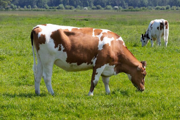 vaca manchada castanha holandesa pastando em um campo verde