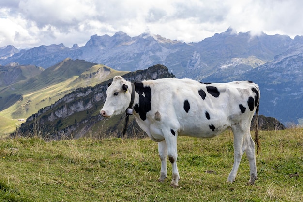 Vaca manchada em pé em um prado de montanha