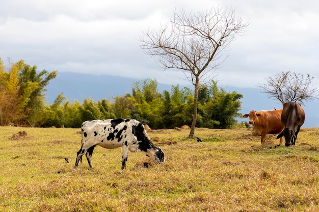 Vaca manchada no pasto da fazenda