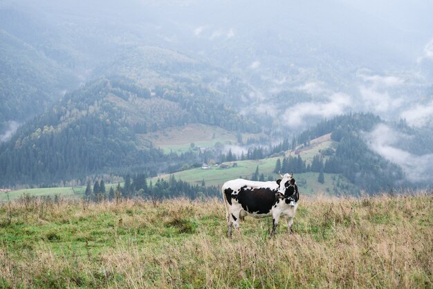 Vaca manchada en pasto en las montañas. Vista de la campiña otoñal con niebla