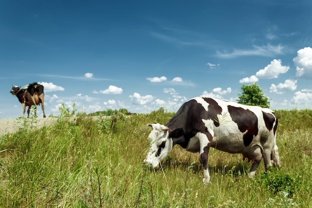 Vaca manchada que pasta en un prado verde hermoso contra un cielo azul.
