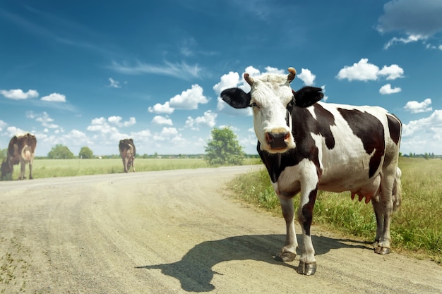 Vaca manchada que pasta en un prado verde hermoso contra un cielo azul.