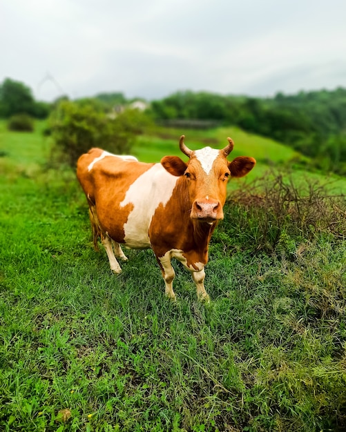 Vaca marrom com manchas brancas, lindo animal de fazenda pastando em um prado verde.