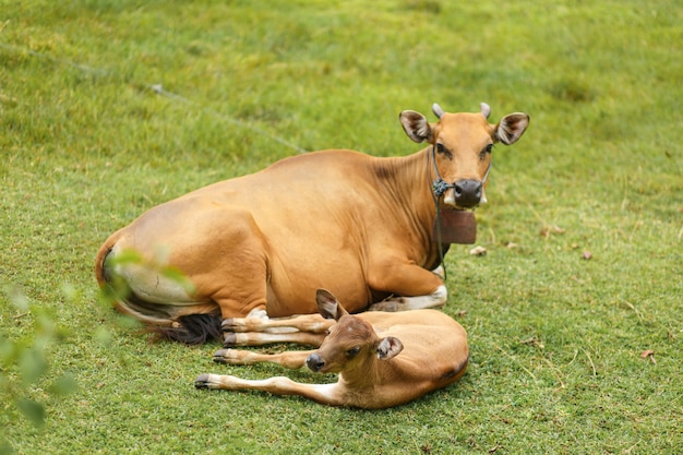 Vaca marrom da cor do balinese do retrato que pasta em um prado.