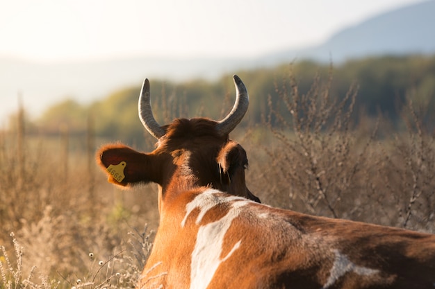 Vaca marrom descansando e deitada na grama seca ao pôr do sol