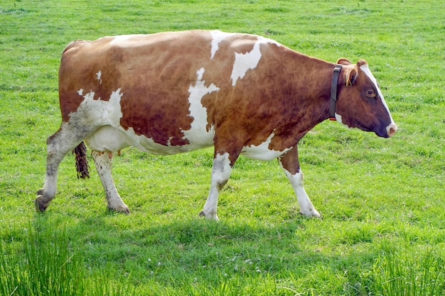 Vaca marrom em campo verde