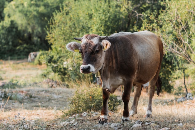 Foto vaca marrom em um prado