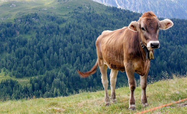 Vaca marrom feliz em um pasto alpino alto na Itália com florestas ao fundo