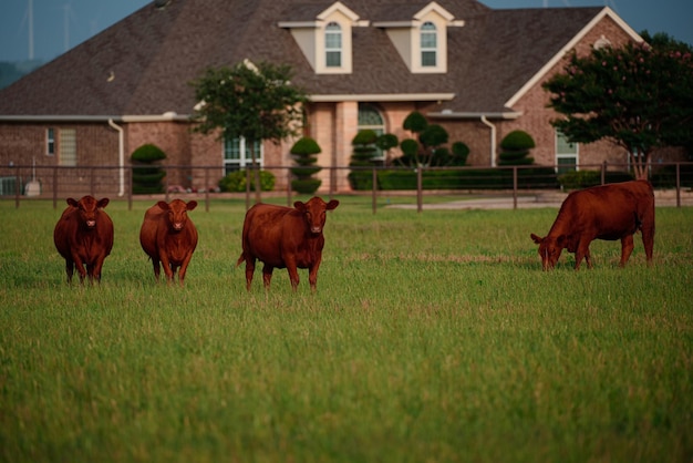 Vaca marrom no fundo da grama verde Vacas no campo ao ar livre