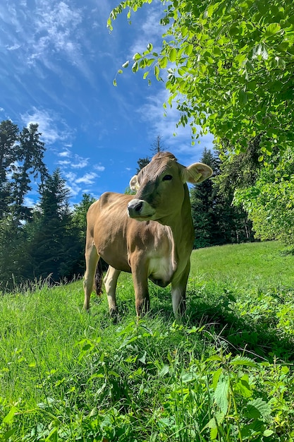 Vaca marrom no fundo de uma paisagem de floresta.