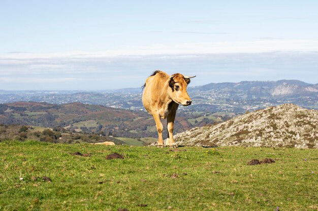 Foto vaca marrom no pasto da montanha