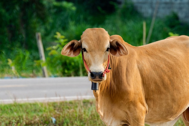 Vaca marrom olhando para a câmera