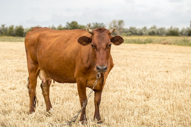 Vaca marrom pastando em um campo amarelo