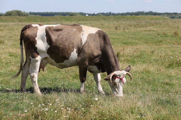 Vaca marrom pastando na grama no verão