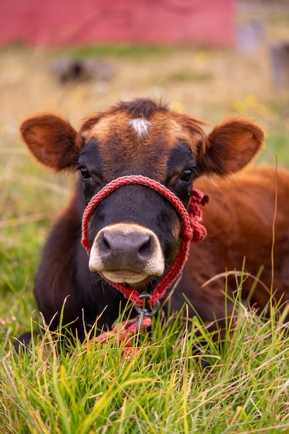 Vaca marrom sentada na grama em um dia nublado