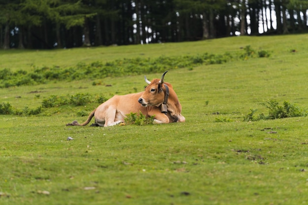 Vaca marrom sentada ruminando na grama verde em um prado em liberdade