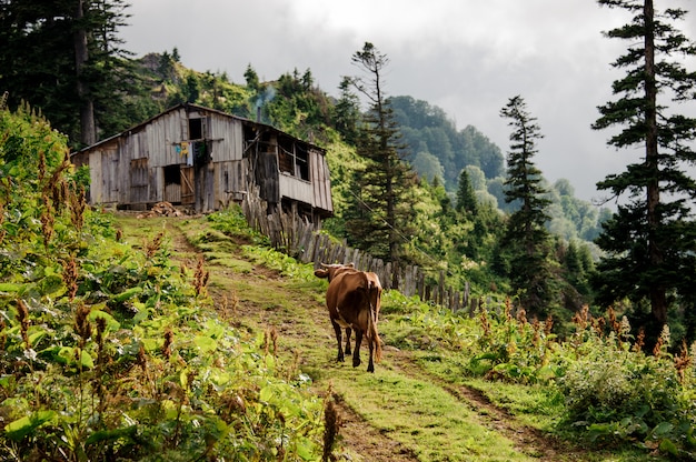 Vaca marrom subindo a colina até a casinha de madeira