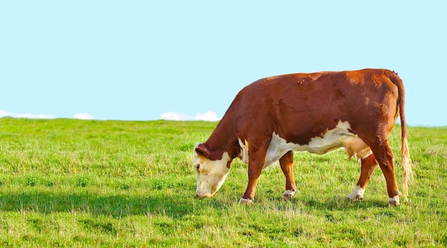 Vaca marrom todas as vacas marrons em pé no pasto da fazenda