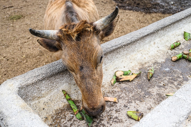 Vaca marrom, touro na fazenda comendo bananas verdes. Ilhas Canárias, Tenerife