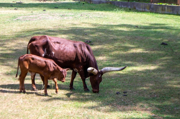 Una vaca marrón Ankole con un cuerno grande está comiendo hierba