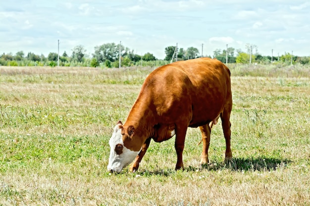 Vaca marrón y blanca pastando en un prado verde