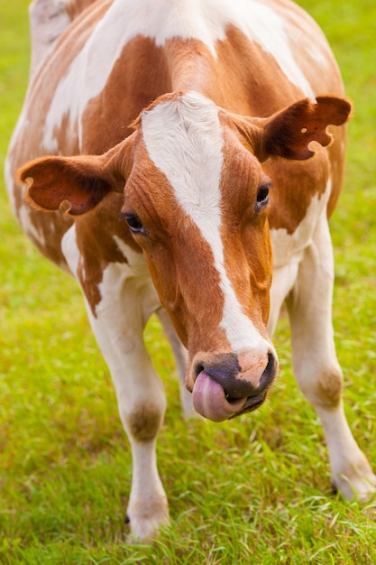 Vaca marrón y blanca sobre hierba verde