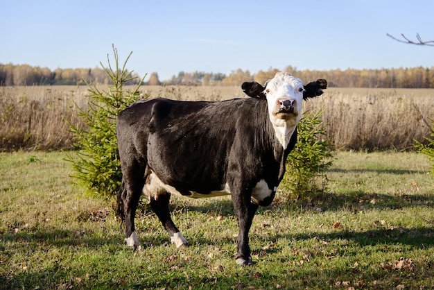 Vaca marrón con cabeza blanca pastando en un campo