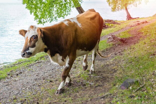 Vaca marrón camina por la orilla del lago Teletskoye con una copia del espacio