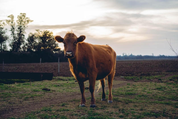 Foto una vaca marrón en el campo argentino mirando una curiosa cámara al atardecer