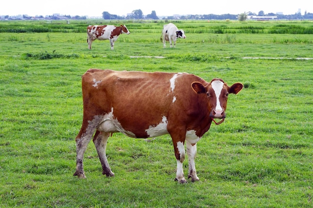 Vaca marrón en campo verde