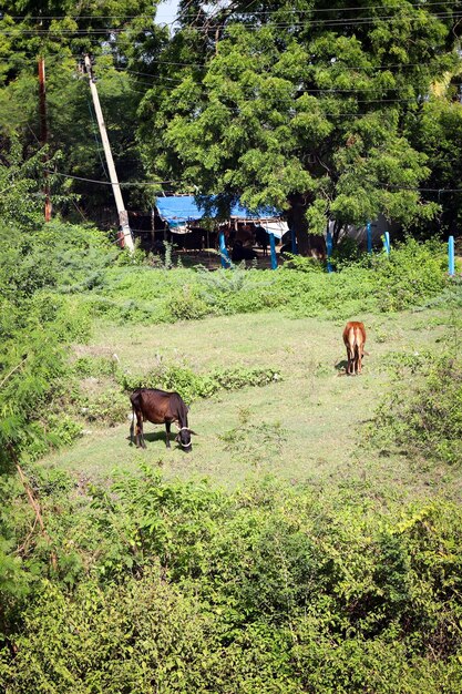 Vaca marrón delgada