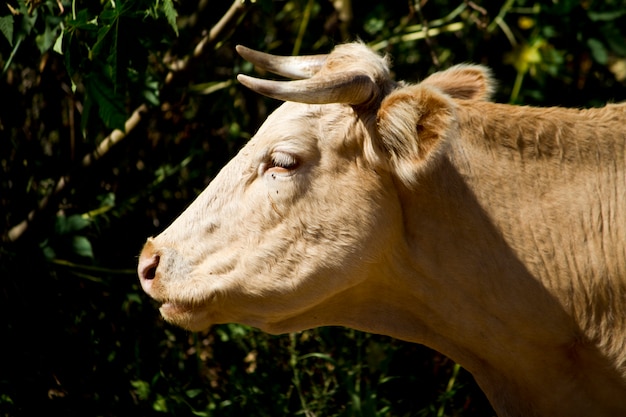 Vaca marrón domesticada