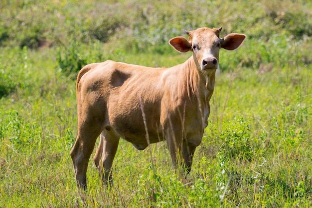 vaca marrón. Granja Animam.