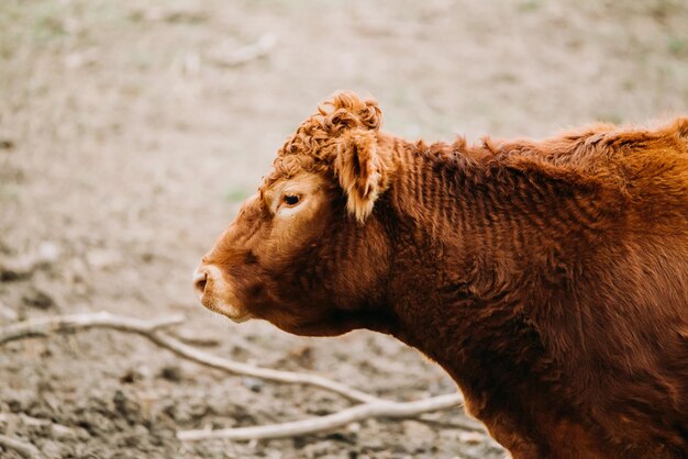 Vaca marrón Limousin en el pasto