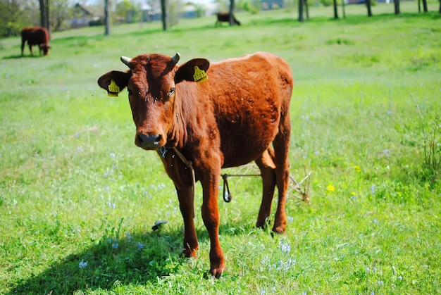 Vaca marrón pastando en verde prado soleado