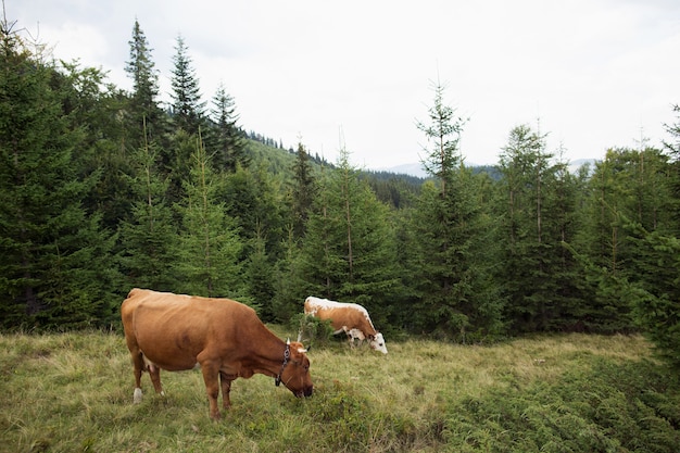 Vaca marrón en el pasto en las verdes montañas