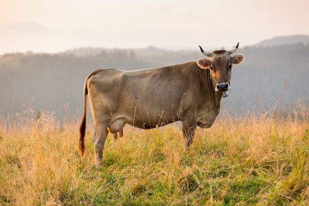 Vaca marrón en una pastura en las montañas, justo antes del atardecer