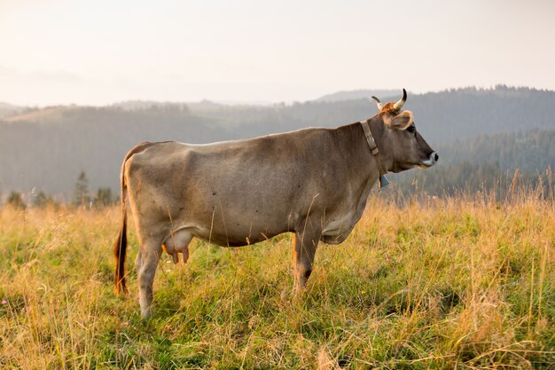 Vaca marrón en una pastura en las montañas, justo antes del atardecer