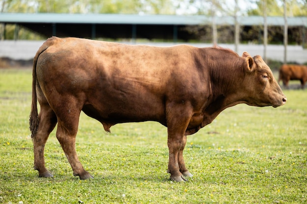 Vaca marrón de pie en tierras de cultivo y establo de vacas en el fondo