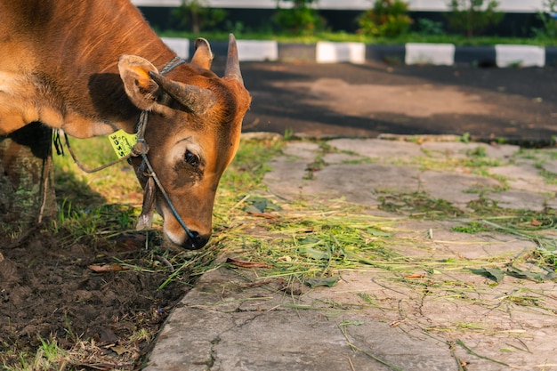 Vaca marrón para qurban o evento musulmán del Festival del Sacrificio en el pueblo con hierba verde