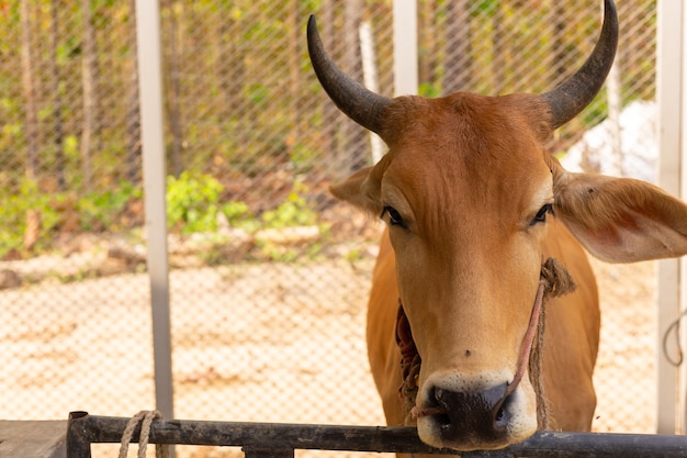vaca marrón en Tailandia